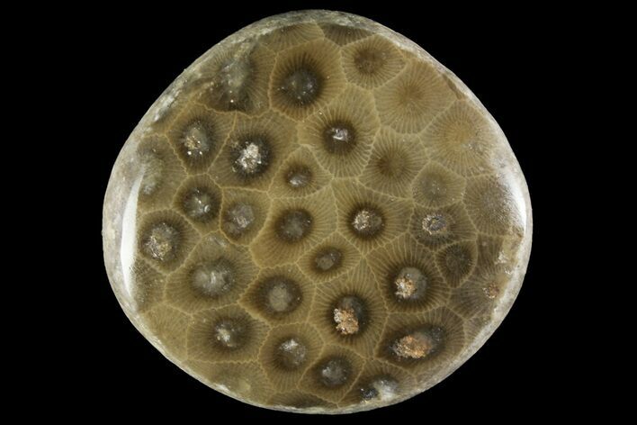 Polished Petoskey Stone (Fossil Coral) - Michigan #156071